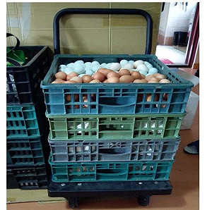 追芬普尼蛋流向  北市衛生局通通封存！