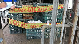 屏縣檢出芬普尼 全力追下游問題蛋