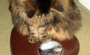 不動可甩肉？   來路不明藥品恐致癌