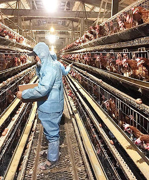 農委會開罰  限 28日下午六時前回收問題蛋