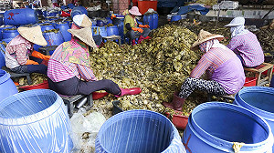 大魯行腳》酸菜的故鄉 雲林大埤的日常酸溜溜