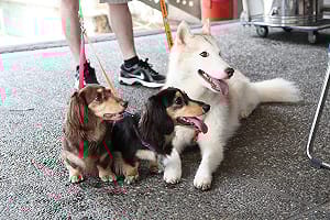 寵物成盆栽！興大新創團隊獲獎勵金