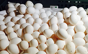 嘉縣芬普尼蛋複驗全通過！8蛋場解除管制