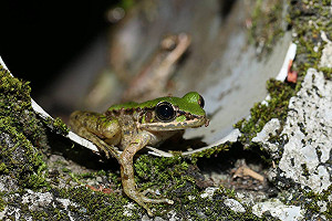 立秋蛙鳴!斯文豪氏赤蛙正啾啾