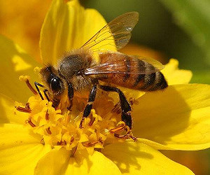 不怕買到假貨！大崗山龍眼蜂蜜之旅正夯