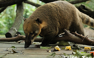 吃太甜！長鼻浣熊怕「三高」飲食控制變苗條