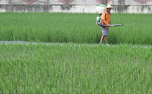 適量最好！狂施肥水稻長太密反招蟲害