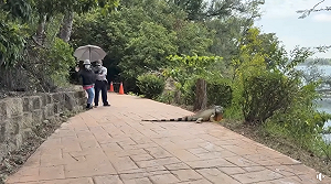 澄清湖驚見170公分巨型綠鬣蜥！民眾嚇到踩空險跌倒