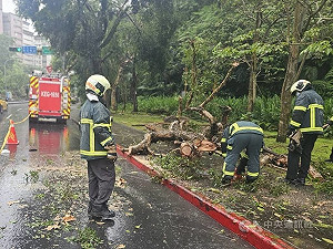 北市辛亥隧道出口附近路樹傾倒 幸無人傷
