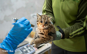 2石虎寶寶萌樣曝光！台北市立動物園開放全網命名