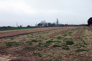 嘉義男未經許可捕鮪魚罰400萬 拍賣農地抵繳部分