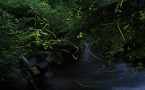日本初夏限定!東京三大夢幻賞螢地點 安排進行程