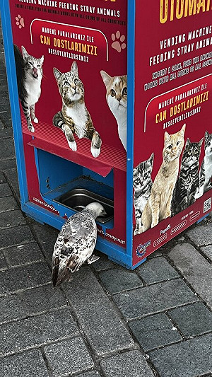 (影) 學好「外語」很重要!海鷗學貓喵喵叫獲食物 網友:永別低估動物智力
