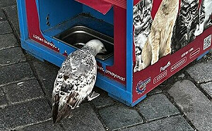 (影) 學好「外語」很重要！海鷗學貓喵喵叫獲食物 網友：永別低估動物智力