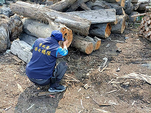 中部山老鼠集團7人落網 檢警扣逾6萬公斤贓木