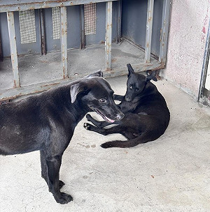 防假走失真棄養！農業部擬修法：寵物走失未備案「就算棄養」