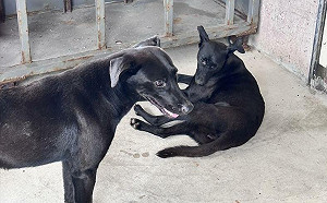 防假走失真棄養！農業部擬修法：寵物走失未備案「就算棄養」