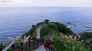 驚！鏡頭君剛修好竟拍下不雅畫面！花蓮大鼻石山直播「抓猴」