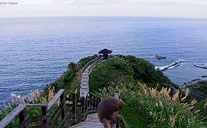 驚!鏡頭君剛修好竟拍下不雅畫面!花蓮大鼻石山直播「抓猴」