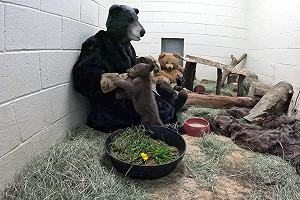 (影)工讀生快出來！防止黑熊寶寶「認人」 救援人士穿熊裝餵奶陪玩