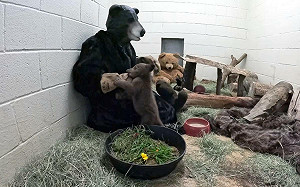 (影)工讀生快出來!防止黑熊寶寶「認人」 救援人士穿熊裝餵奶陪玩