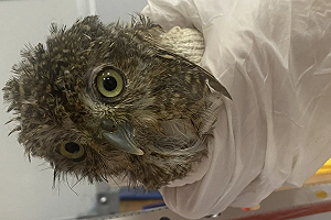 從貓頭鷹到嬰猴!500隻保育動物餵藥走私來台 人體藏運手法曝光