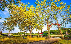黃金雨下超慢跑!虎頭埤阿勃勒花季6/7超展開