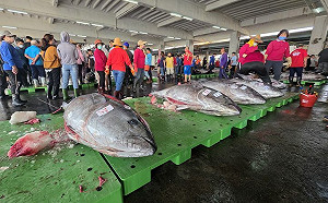 黑鮪大爆發!單日473尾創紀錄  漁業署宣布6/5起全面停捕