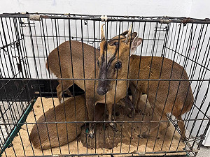 屏東滿州山區非法獵捕山羌  警逮3男送辦