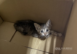 三重警用喵喵叫及零食  國道分隔島柔性誘捕幼貓