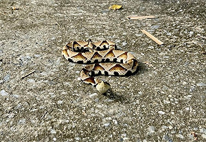 蛇出沒旺季台東累計5件咬傷  衛生局備血清