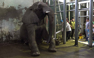 突癱身亡！台北動物園非洲象「美代」病逝 解剖結果首度曝光