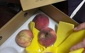 拉拉山水蜜桃爆雷！1200元買２盒只吃到1顆　農會代賠道歉 