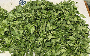 韭菜花、九層塔都中標！北市最新「農藥殘留」名單曝