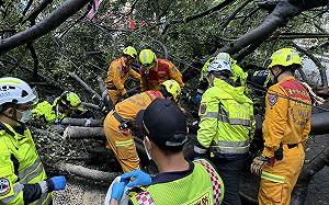 逢甲校內疑因大雨不斷大樹倒塌 壓倒一男學生OHCA