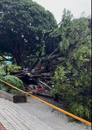 逢甲大學樹倒壓死男碩一生 台中市府派員協助家屬治喪