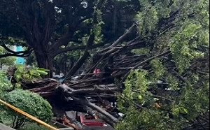 逢甲大學樹倒壓死男碩一生 台中市府派員協助家屬治喪