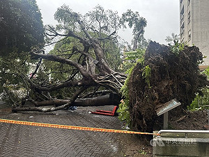 逢甲大學大樹傾倒壓死碩一生 死因顱腦損傷