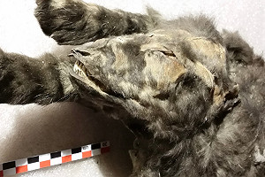 冰河時期小狼身世揭秘：非犬類祖先 而是野狼 