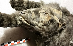 冰河時期小狼身世揭秘：非犬類祖先 而是野狼 