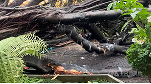 逢甲大學樹倒案 中檢找樹醫生勘查發現染褐根病