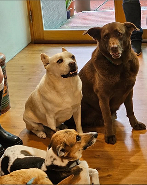 暑假不只玩樂！親子動保體驗課  陪孩子上一堂「愛與責任」生命教育課