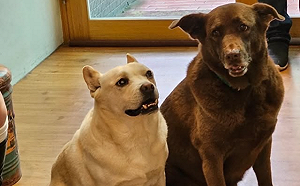 暑假不只玩樂！親子動保體驗課  陪孩子上一堂「愛與責任」生命教育課