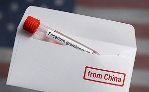 專論》中國發展生物戰？ 走私有毒「禾穀鐮刀菌」 中國科學家在美國遭逮 