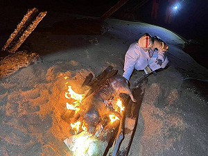 今年首例「非洲豬瘟」現蹤金門!海灘豬屍驗出中國基因型毒株