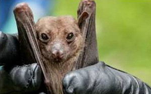 死亡率高達75%! 雲南蝙蝠發現人畜共通致命病毒 中共：「政治因素」不透露細節