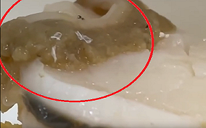 扇貝上現活蛆！家長驚呼「女兒已吃3個」爭鮮回應了