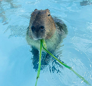 墾丁動物農場2水豚疑遭毒殺!園區怒斥:一定追查到底