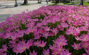 蔥蘭盛開美翻！異國小旅行就在台北