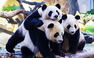 出萌招搶客！廣州動物園推「夜宿貓熊館」